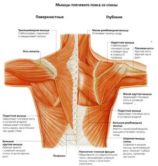 Изображение Массажисты Урала, ассоциация по обучению