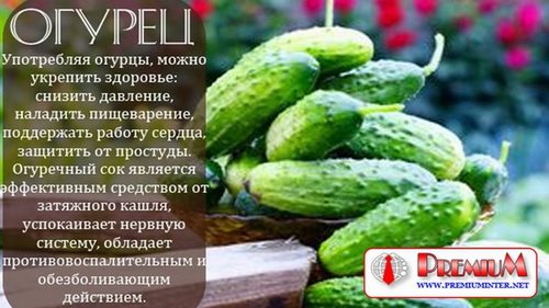 Премиум многопрофильная компания