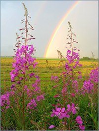 Картинка Радуга жизни
