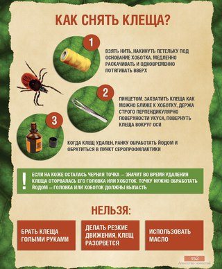 Картинка Совушка, центр детского развития
