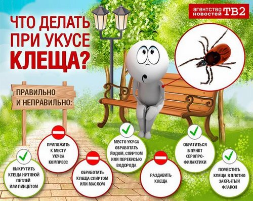 Новость Совушка