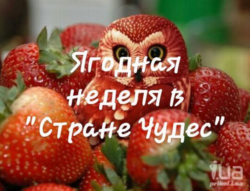 Изображение Страна чудес Челябинск